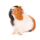 cavia