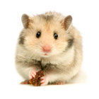 hamster